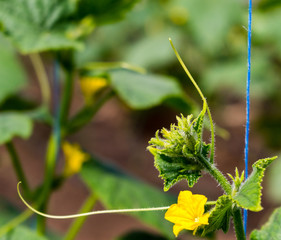 Blossom of Boston pickling cucumber growing on vine