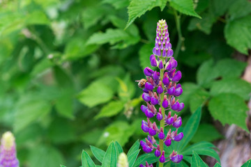 Beautiful colorful blooming lupine flower with the sitting bee  on a blure green background