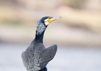 Great Cormorant Bird in Egypt