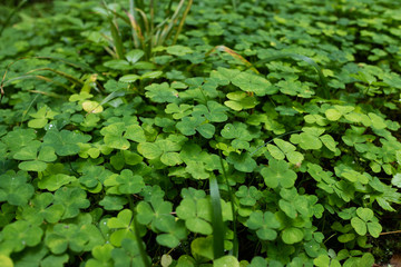 Obraz premium clover plants
