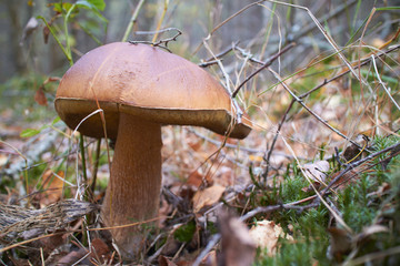 boletus mushroom