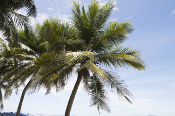 Coconut trees and blue sky