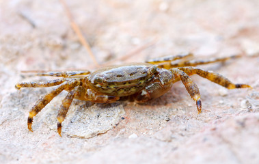 A small crab