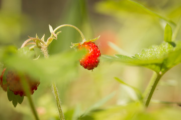 wild strawberry