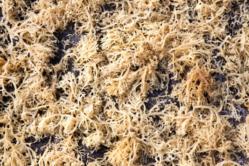 drying seaweed, Nusa Penida, Indonesia