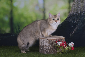 Obraz premium British gold cat playing on the edge of a summer day