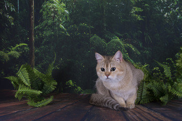 British cat in the wild forest