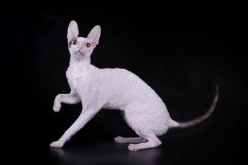 Cornish rex on black isolated background