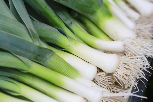 Closeup of some fresh Leeks with the white bulb and roots