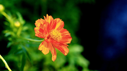 Calendula Flowers