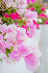 bougainvillea, paper flowers