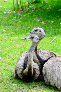 Nandu - Paar auf einer Wiese