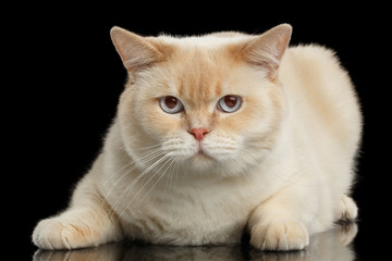 Close-up Blue eyed British Shorthair Cat Lying and Looking in Camera, Isolated Black Background, Front view