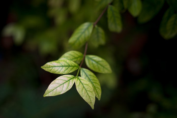 Fototapeta na wymiar green leaves background and selective focus.