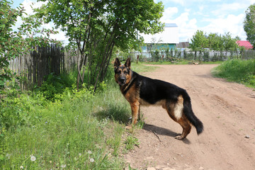 Dog german shepherd in village in summer day