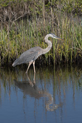 Great Blue Egret, Merritt Island National Wildlife Refuge, Flori