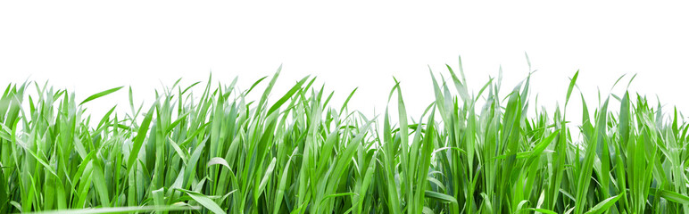 Grass in high definition isolated on a white background