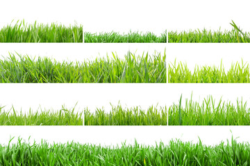 Grass in high definition isolated on a white background