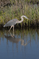 Great Blue Egret, Merritt Island National Wildlife Refuge, Flori