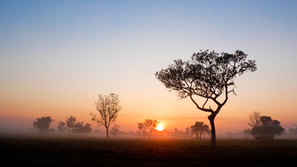 Fototapeta na wymiar Tree Fog and Sun