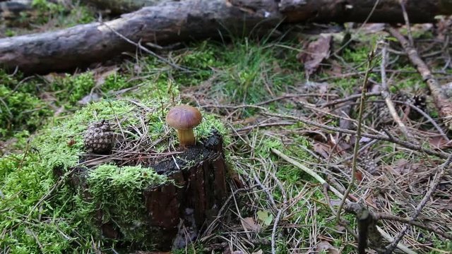Maronen Pilz auf einem Baumstumpf