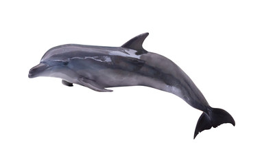 dunkelgrauer isolierter Delphin