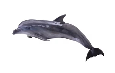 Foto op Aluminium Dolfijn donkergrijze geïsoleerde dolfijn