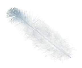 Obraz premium single straight feather with light blue edge