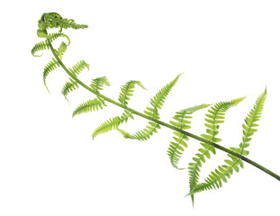 isolated spring fern light leaves © Alexander Potapov