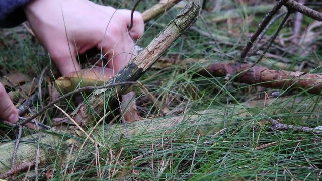 ein Pilz (Maronenröhrling) im Wald wird abgeschnitten
