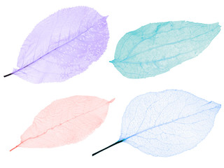 set of four light color leaf skeletons