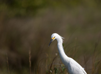 Snowy Egret, Merritt Island National Wildlife Refuge, Florida
