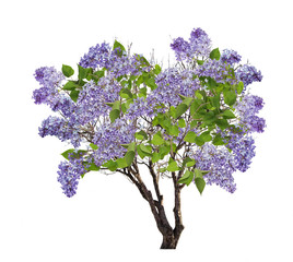 tree blue blossom isolated on white
