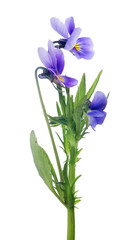 three isolated pansy lilac blooms on stem