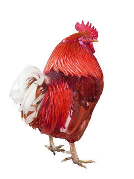 red rooster isolated on white