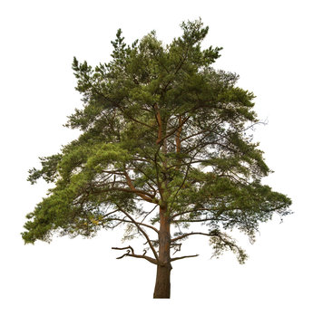 old large green pine isolated on white