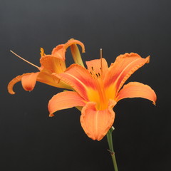 большая красная лилия с бутонами на черном фоне 