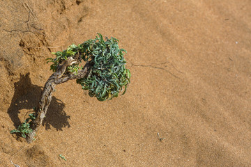 seaside sand dune flowers and plants