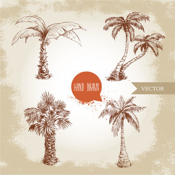 Hand drawn coco palm trees sketch set.Vector illustration on vintage grunge background. Travel and vacation symbols.