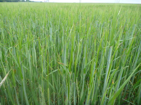 green wheat field with unmature plants