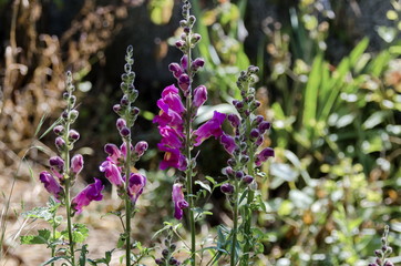 Antirrhinum majus snapdragon flowers in the garden, Zavet, Bulgaria
