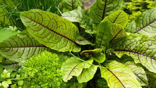 Kr&auml;uter im Garten