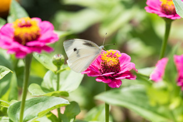 花にとまるモンシロチョウ