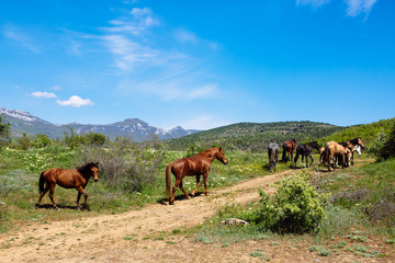 Herd of horses in the mountains against the blue sky