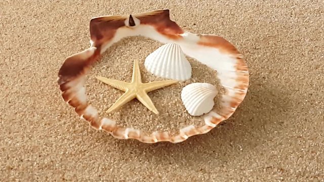 Muscheln im Sand