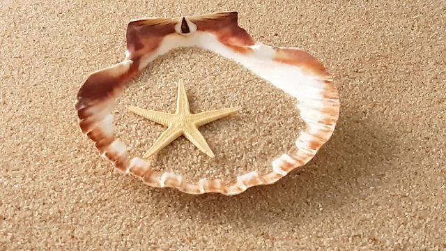 Muschel im Sand