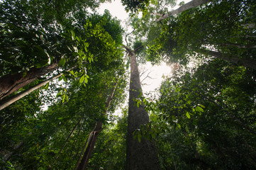 Fototapeta premium Rain-Forest Trees in Thailand