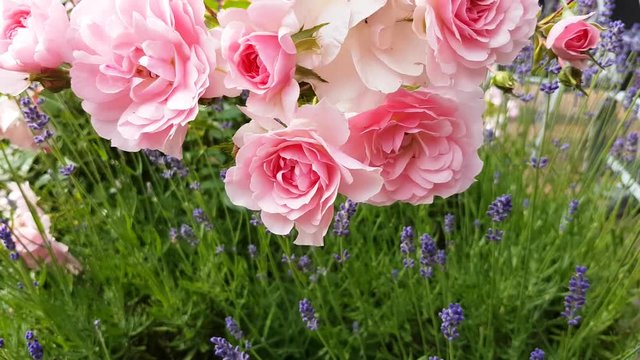 Rosen und Lavendel