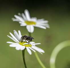 bee on Chrysanthemum leucanthemum