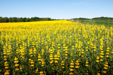Field of yellow lupine